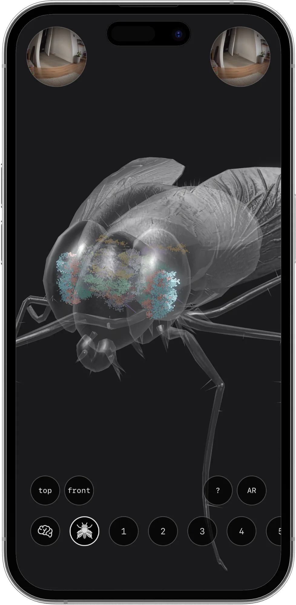 The fly seen from above, its brain glowing inside its head