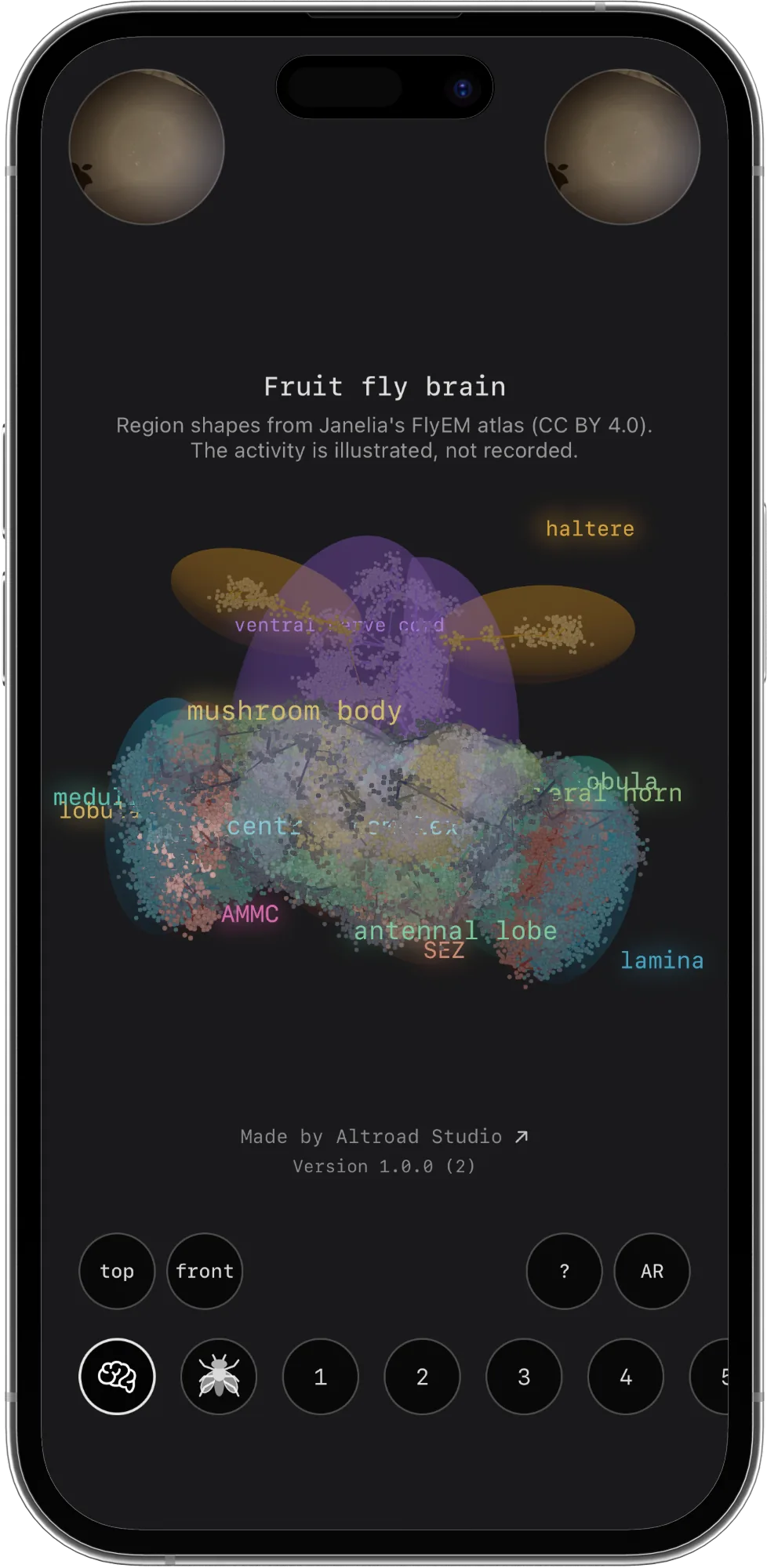 The brain view with its regions labelled