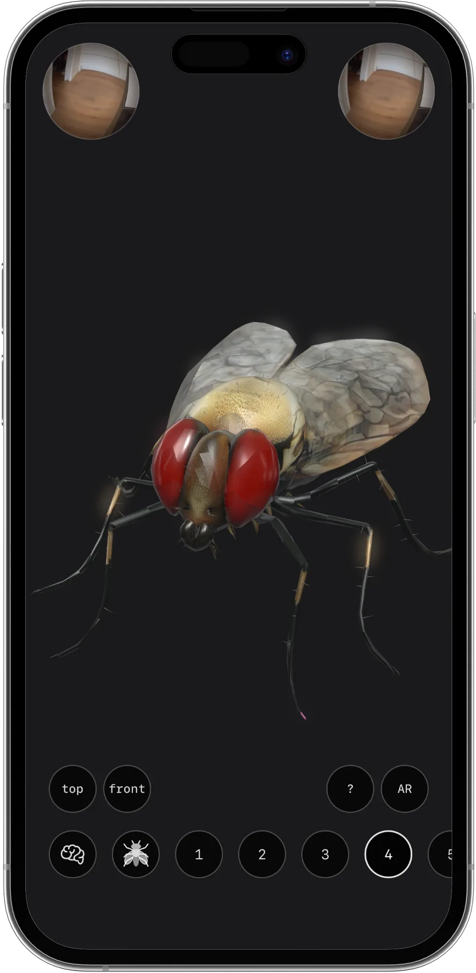 A red-eyed fly skin on the black stage