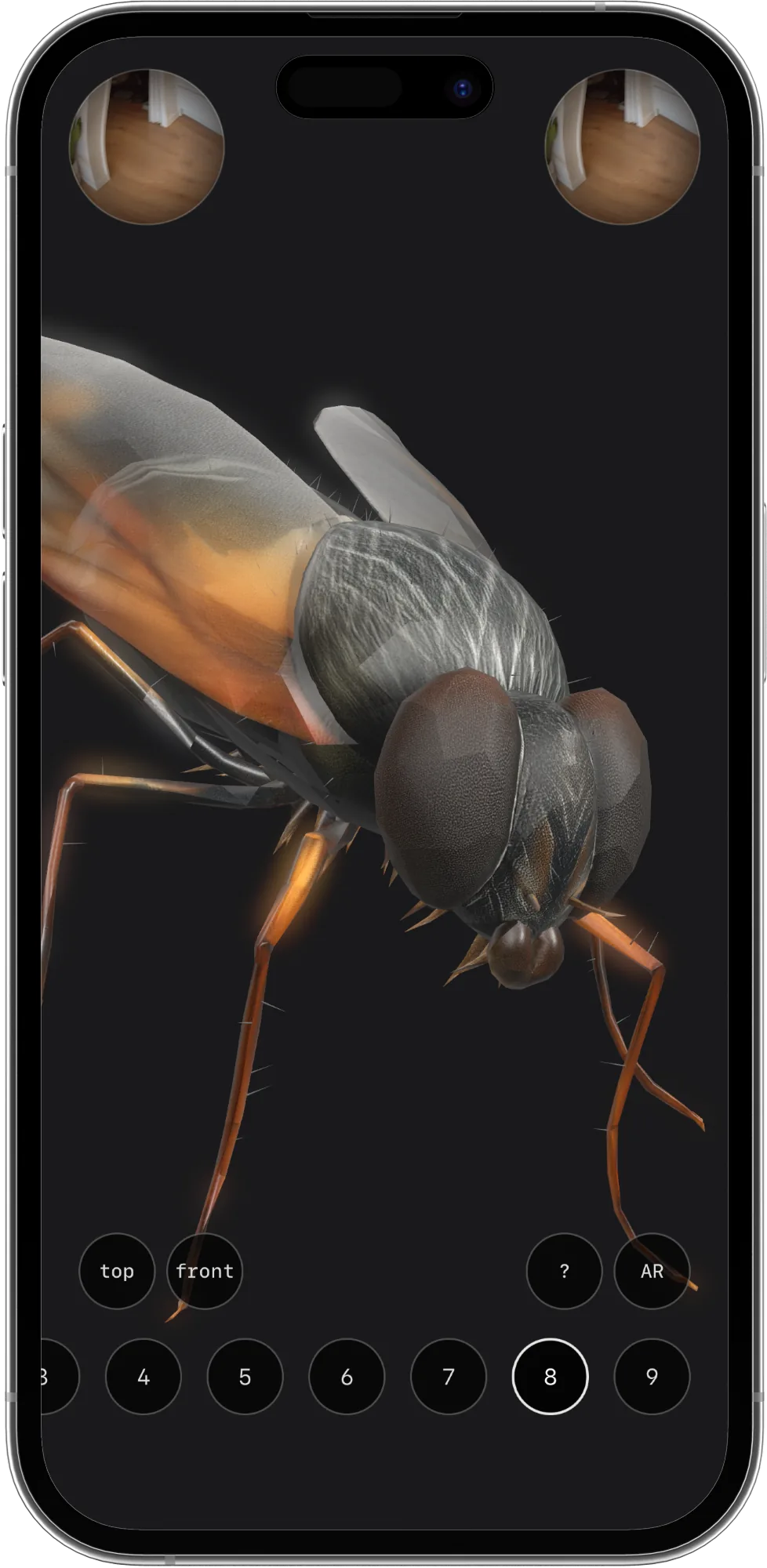 The fly lit orange, its optic lobes firing
